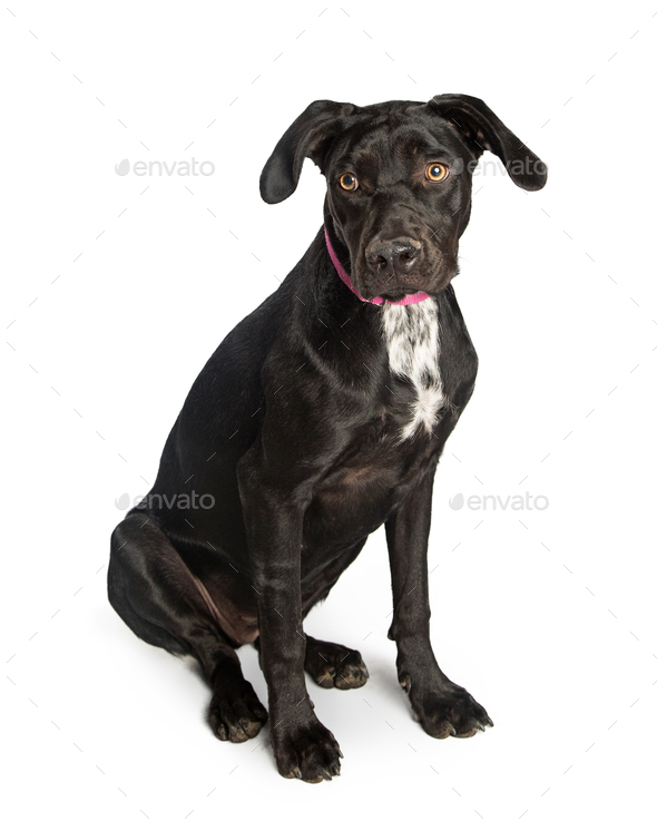 Black and white clearance labrador retriever mix